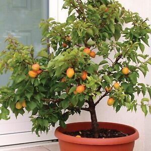 Dwarf Apricot Tree{Prunus armeniaca}Organic 5 Pre-Stratified seeds Free Shipping