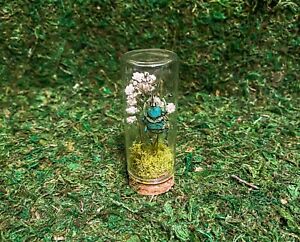 weevil beetle with flowers and moss in jar