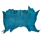 Bufo Marinus Cane Toad Skin Taxidermy Dyed Leather Glossy Sea Blue