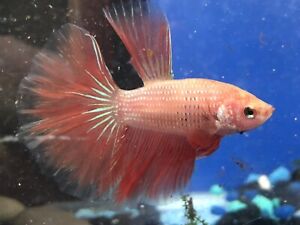 Male Betta Rose Pink Coral Rosetail