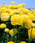 Yellow Ranunculus - 10 bulbs