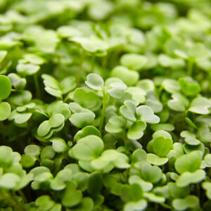 Arugula Seeds -Micro Green Seeds - USA Grown - Non Gmo