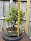 New ListingJapanese Black Pine Bonsai Tree Outdoor With Pot