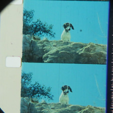 16mm-WETBACK HOUND (1957)-WALT DISNEY Film short-LPP Color.