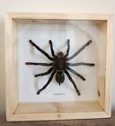 Real Framed Spider Tarantula Handmade Shadow Box Insect Frame Taxidermy  7