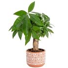 Money Tree, Small Easy to Grow Live Indoor Plant, Live Bonsai Houseplant in C...