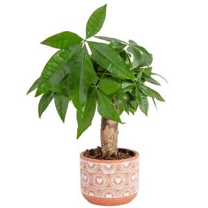 New ListingMoney Tree, Small Easy to Grow Live Indoor Plant, Live Bonsai Houseplant in C...
