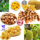 5+ Dwarf Jackfruit Seeds Organic Planting Seeds  Largest Fruit High Quality