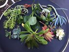 Succulent cuttings - Rare beautiful plants ready to root!