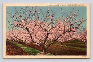 Peach Orchard in Bloom Southern Pines North Carolina NC UNP Linen Postcard O3