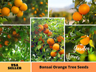 25 seeds| Orange Tree Bonsai  Fruit Seeds   #5005