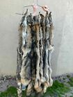 Tanned coyote pelt, fur, brush wolf, professional tan Canis latrans easterncoy
