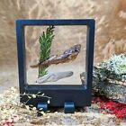 w32 Taxidermy Oddities Curiosities Leopard Frog Tadpole Floating Display Natural
