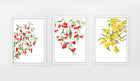 Set of 3 Native Australian Botanical Prints - Flowering Gum, Wattle, Coral Pea