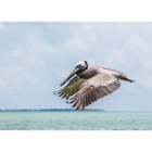 Belize  Ambergris Caye. Adult Brown Pelican Flies Over The Caribbean Sea Poster