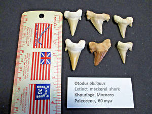 New ListingLot of 6 Fossil OTODUS OBLIQUUS Shark Tooth-Khouribga,Morocco