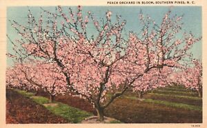 Postcard NC Southern Pines Peach Orchard in Bloom 1950 Linen Vintage PC H9836
