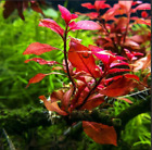 BUY 2 GET 1 FREE Ludwigia Repens (Dark Red) Potted Live Aquarium Plants