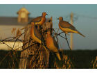 AVERY GHG GREENHEAD GEAR CLIP ON DOVE DECOYS  6 PACK