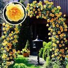 20 SEEDS for Yellow RARE CLIMBER climbing Rose flower exotic plant USA Seller