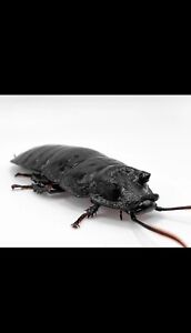 (1 Adult Male) Black Tiger Hissing Cockroach 