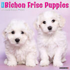 Just Bichon Frise Puppies 2024 12