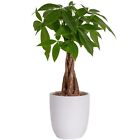 Money Tree, Easy to Grow Live Indoor Plant, Bonsai Houseplant in Ceramic Plan...