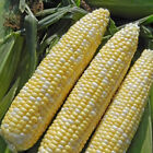 Sweet Corn Seed: Enchanted Sweet Corn Seeds  Fresh Seed  FREE SHIP!!!!!