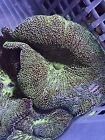 Haddoni  Carpet Anemone 3-5” Live Coral
