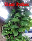 BUY 1 GET 1 FREE !! Cutting Climbing Giant Pothos philodendron Money tree PLANTS