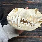 Coyote Skull Animal Mount Man cave Western Decor Craft Unique Gift Yard Lawn Art