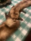 Genuine Red Fox Fur Handmade Exclusive Shoulder Wrap Scarf Boa Stole With  Tails