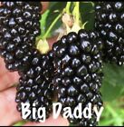 4 Pack - Big Daddy Thornless Blackberry Live Plants Outdoor Garden -LOWEST PRICE
