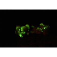 Bioluminescent Mushroom Omphalotus nidiformis, Ghost Fungus Liquid Culture