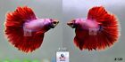 Live Betta Fish B120 Male Fancy Red Pink OHM Premium Grade from Thailand