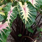 Waikiki Elephant Ear - Colocasia esculenta - Live Plant