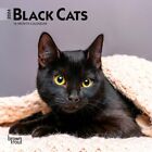 Black Cats | 2024 7x14