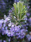 Rosemary Seeds, NON-GMO, Heirloom, Variety Sizes, Anthos, FREE SHIPPING