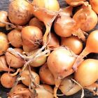 Super Sweet Candy Onion Sets (Bulbs) | Vidalia Yellow Granex 2024 Fast Shipping