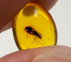 Natural Baltic amber insect fossil in amber stone 0,4gr. 015
