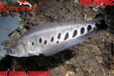 1/3X Medium Clown Knifefish Freshwater Koi Kompanion Free 1-Day Shipping