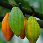 Cocoa Cacao Chocolate Seeds (Theobroma cacao) Var. Red 30/50 + Seeds