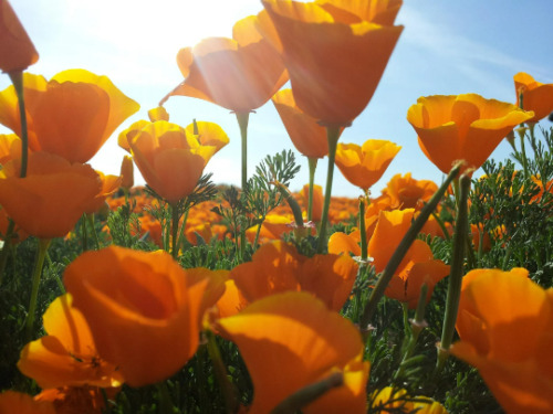 Golden Poppy 2000+ seeds {Eschscholzia californica} Showy | Free US Shipping!