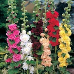 350+ Hollyhock Flower Seeds - Non GMO Carnival Mix Giant Mallow Double Hollyhock