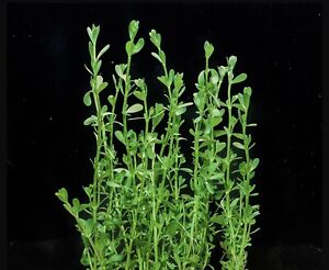 Bacopa monnieri 'Compact' Pot Freshwater Live Aquarium Plants Easy green