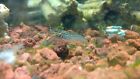3 Live SELF CLONING MARMORKREB CRAYFISH aquarium fish lobster crab invertebrate
