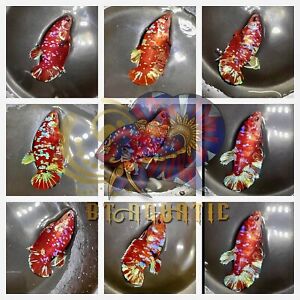 Live Betta Fish HMPK Female Koi Galaxy Red Gold for Sorority/Breed USA Seller