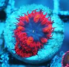 New ListingBlue Raven Blastomussa Zoanthids Paly Zoa SPS LPS Corals, WYSIWYG