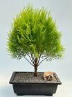 Gold Lawson Cypress Bonsai Tree 18yo21
