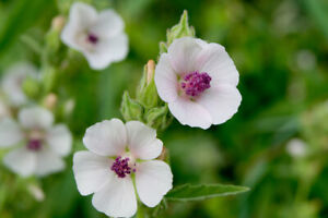 Marshmallow Herb Seeds - Herb Seeds - USA Grown - Non Gmo